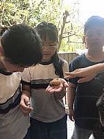 2019六足戰甲鍬形蟲