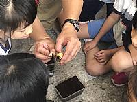 2019六足戰甲鍬形蟲