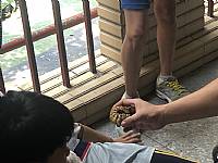 2019六足戰甲鍬形蟲