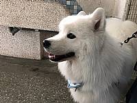 108學年度締結國外姐妹校暨國際筆友計畫~狗醫生到校宣導動物保育及生命教育