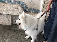 108學年度締結國外姐妹校暨國際筆友計畫~狗醫生到校宣導動物保育及生命教育
