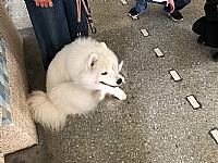 108學年度締結國外姐妹校暨國際筆友計畫~狗醫生到校宣導動物保育及生命教育