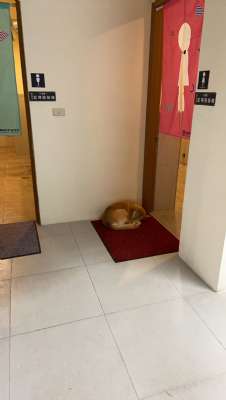 桃園童軍親子活動