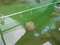 1001220建置生態池