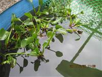 1001220建置生態池