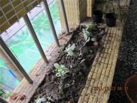 1001223小園丁團實務工作_park5