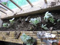 1001223小園丁團實務工作_park5