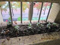 1001223小園丁團實務工作_park5