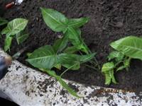 1001227小園丁團實務工作_park6