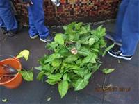 1001227小園丁團實務工作_park6