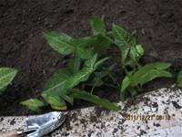 1001227小園丁團實務工作_park6