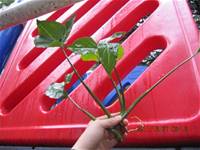 1001227小園丁團實務工作_park6