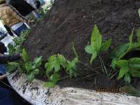 1001227小園丁團實務工作_park6