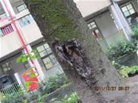 1001227小園丁團實務工作_park6