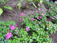 1001227小園丁團實務工作_park6