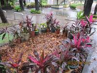 1010106落葉步道區實驗建置