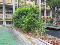 1010106落葉步道區實驗建置