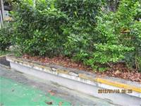 1010106落葉步道區實驗建置