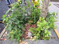 1010106落葉步道區實驗建置