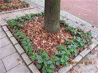 1010106落葉步道區實驗建置