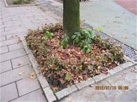 1010106落葉步道區實驗建置