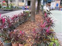 1010106落葉步道區實驗建置