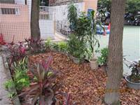 1010106落葉步道區實驗建置