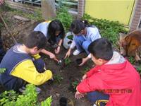 1010316小園丁實務工作-種香草了