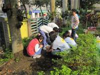 1010316小園丁實務工作-種香草了