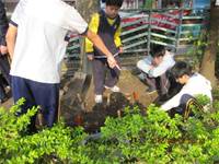 1010316小園丁實務工作-種香草了