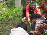 1010316小園丁實務工作-種香草了