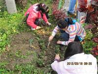 1010316小園丁實務工作-種香草了