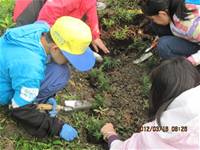 1010316小園丁實務工作-種香草了