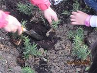 1010316小園丁實務工作-種香草了