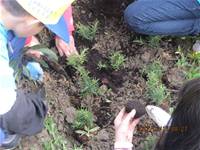 1010316小園丁實務工作-種香草了