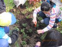 1010316小園丁實務工作-種香草了