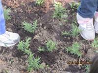 1010316小園丁實務工作-種香草了