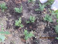 1010316小園丁實務工作-種香草了