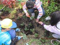 1010316小園丁實務工作-種香草了