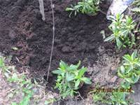 1010316小園丁實務工作-種香草了