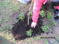 1010316小園丁實務工作-種香草了