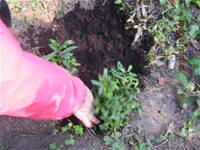 1010316小園丁實務工作-種香草了