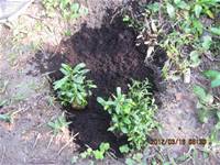 1010316小園丁實務工作-種香草了