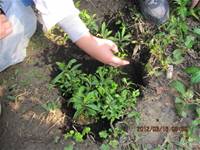 1010316小園丁實務工作-種香草了