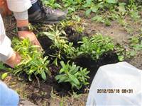 1010316小園丁實務工作-種香草了