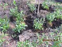 1010316小園丁實務工作-種香草了