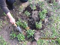 1010316小園丁實務工作-種香草了