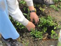 1010316小園丁實務工作-種香草了