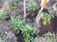 1010316小園丁實務工作-種香草了