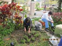 1010316小園丁實務工作-種香草了